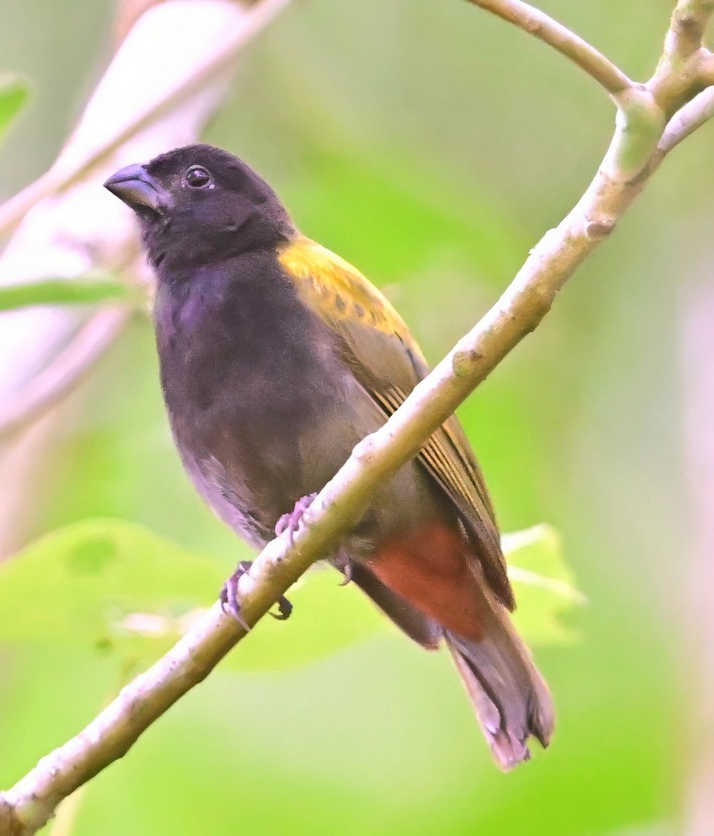 Yellow-shouldered Grassquit - ML640208526