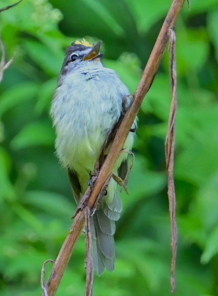 Jamaican Elaenia - ML640208568
