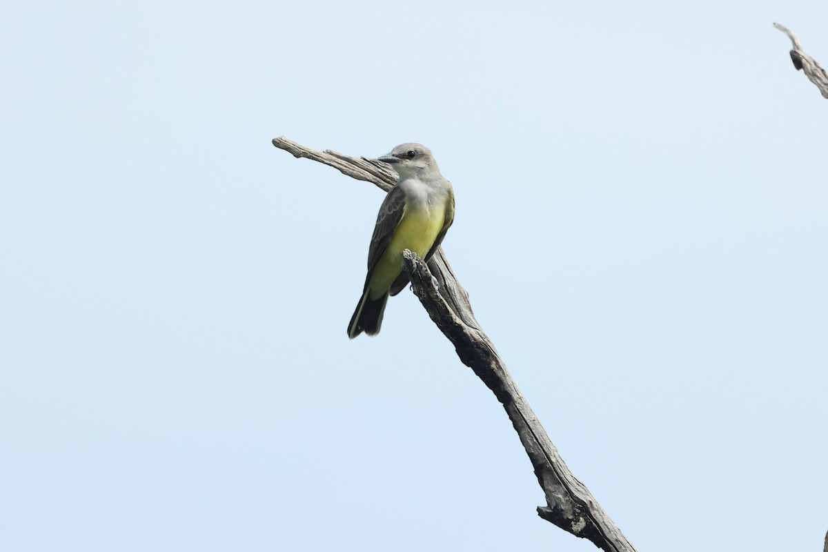 Western Kingbird - ML640208611