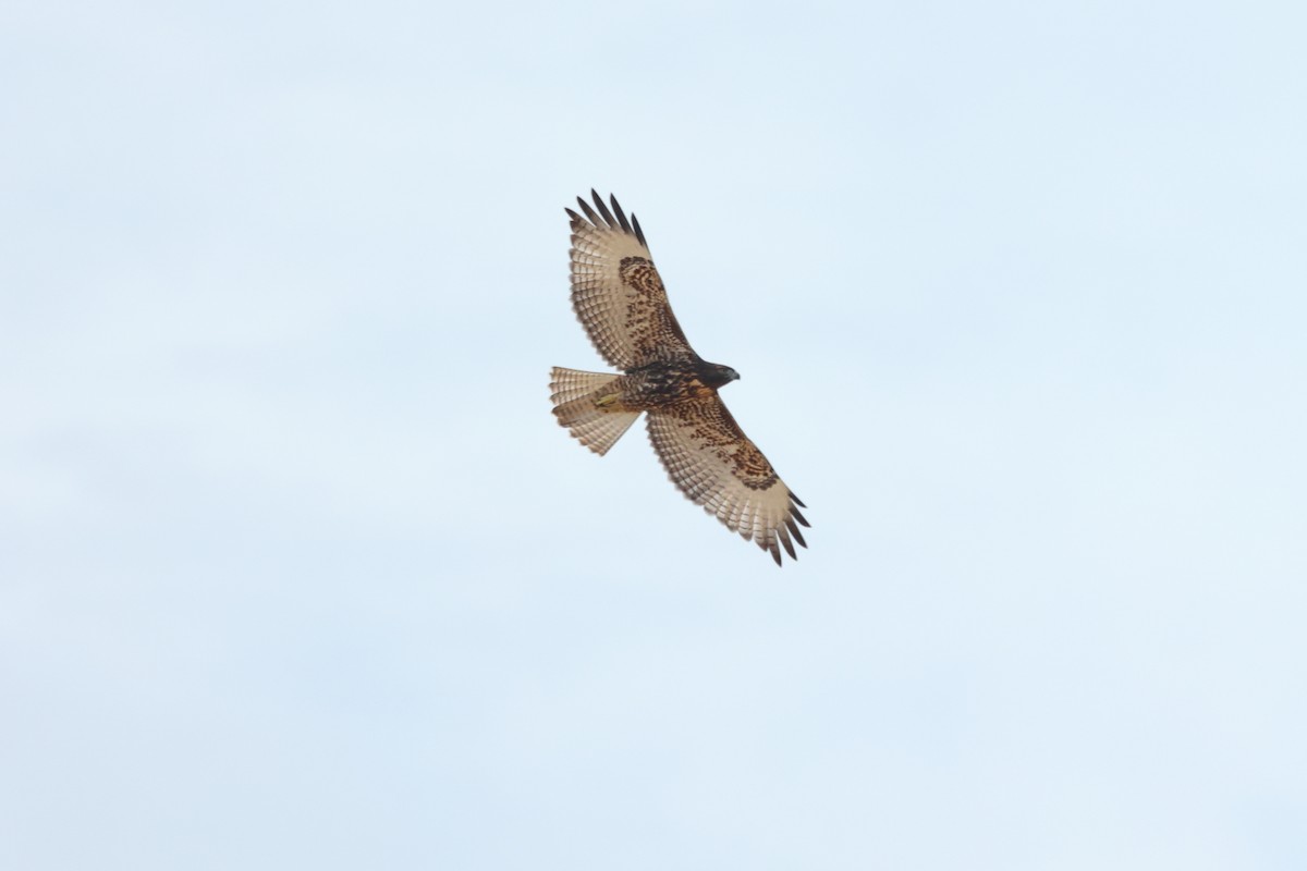 Zapelatz buztangorria - ML640208621