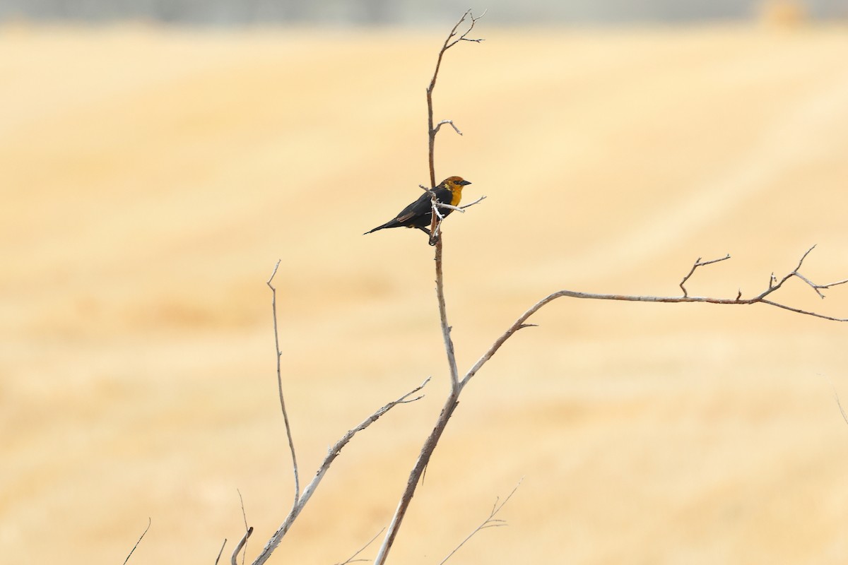 Yellow-headed Blackbird - ML640208627