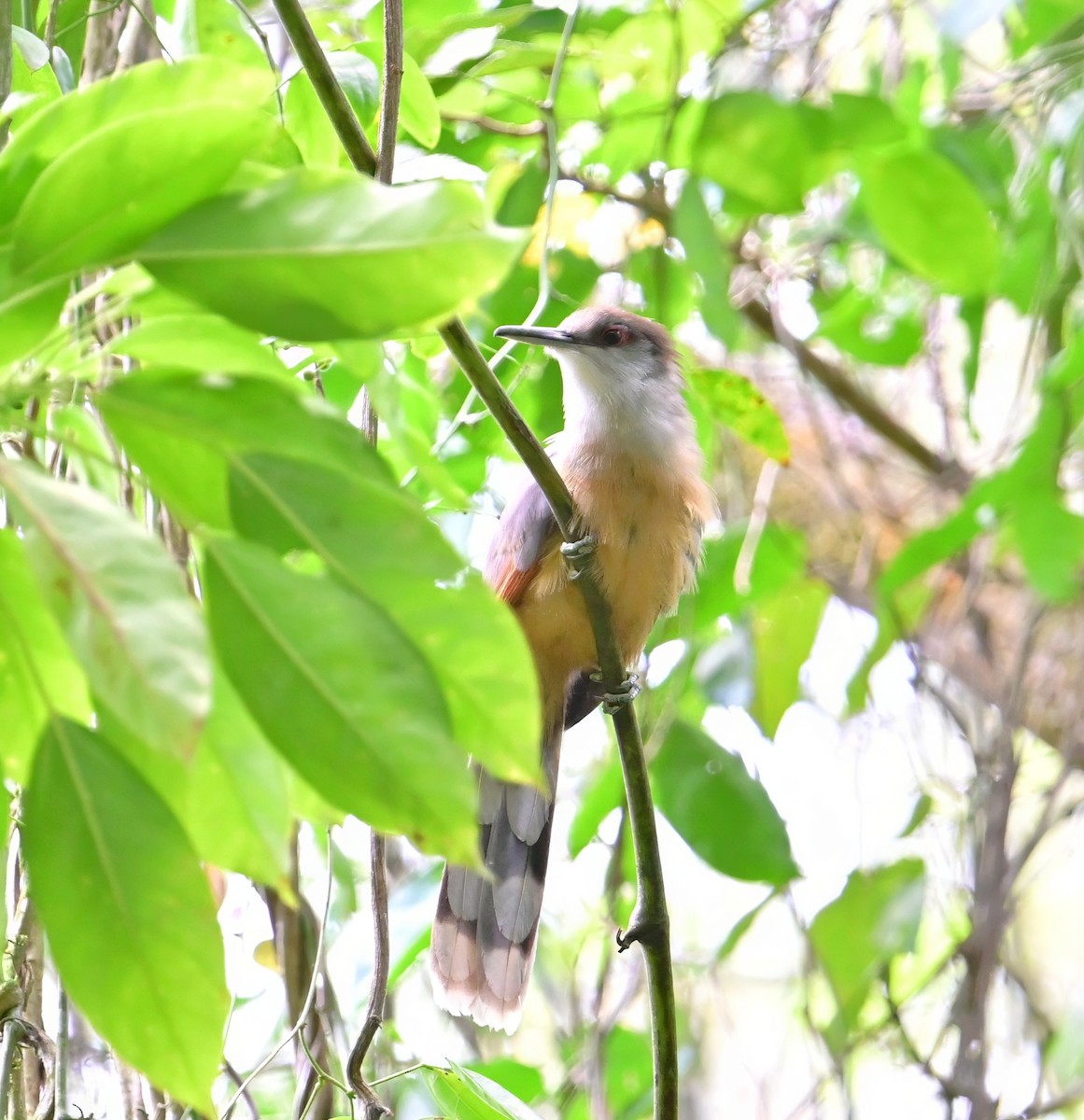 Jamaican Lizard-Cuckoo - ML640208630