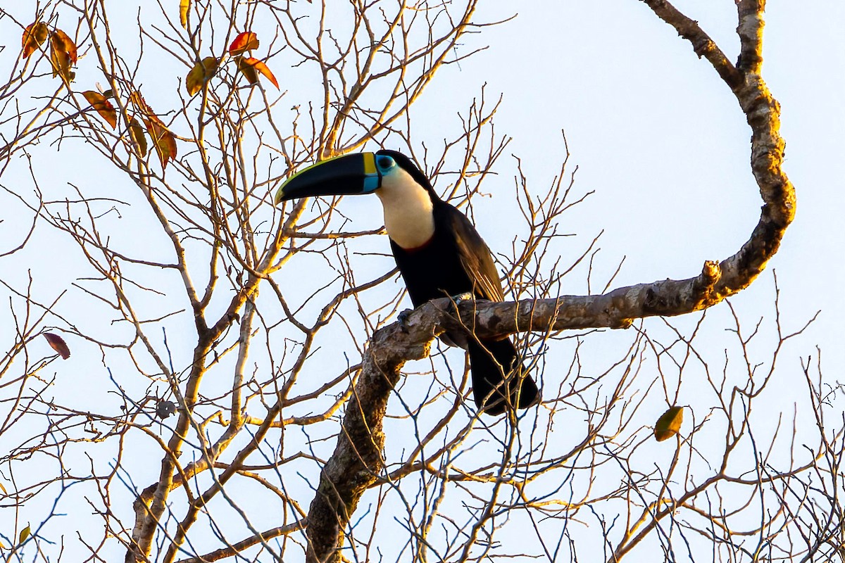 White-throated Toucan - ML640208639
