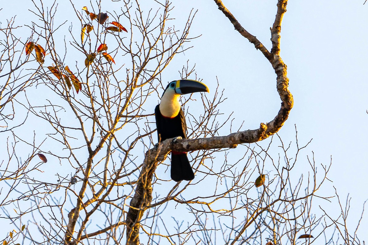 White-throated Toucan - ML640208640