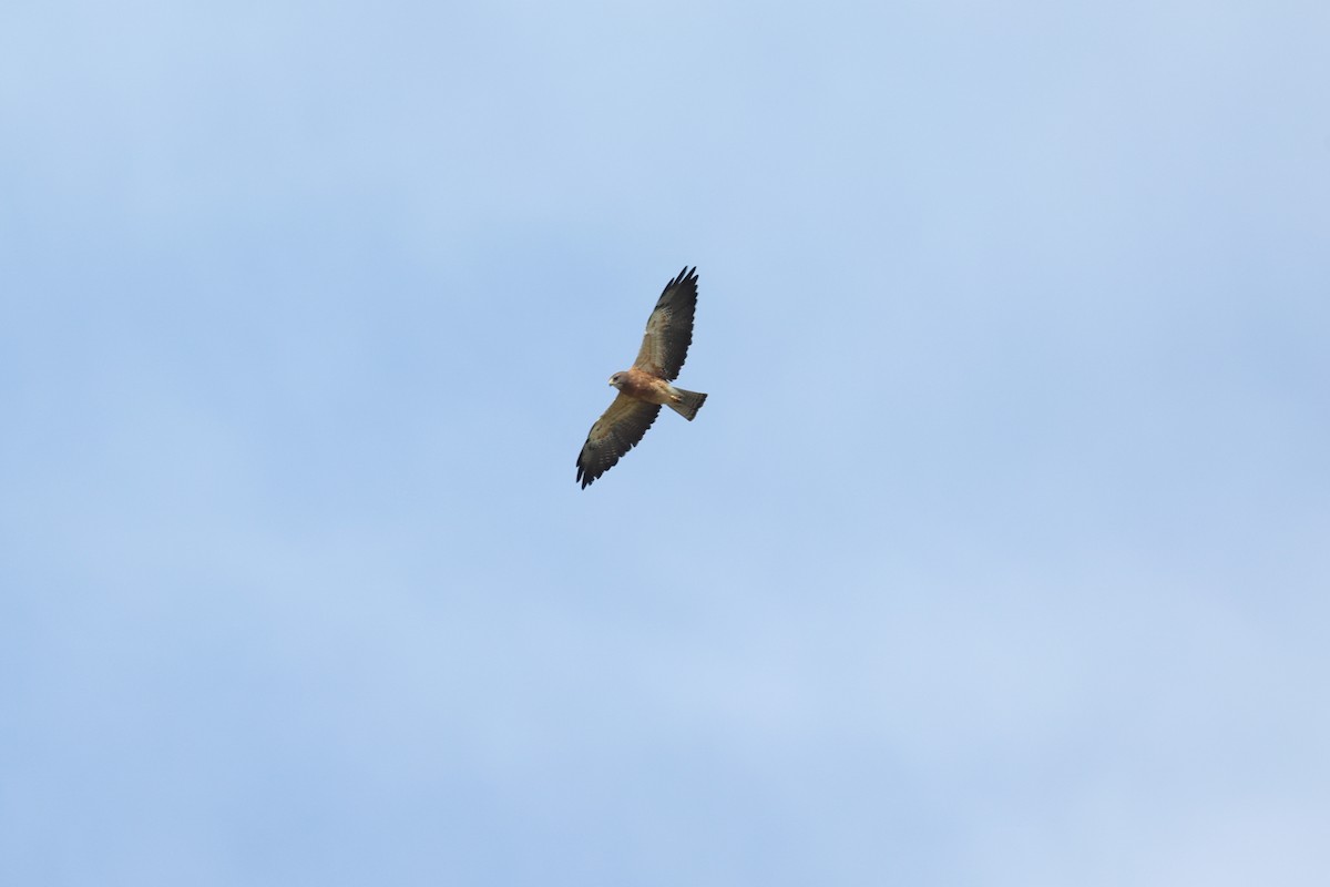 Swainson's Hawk - ML640208641