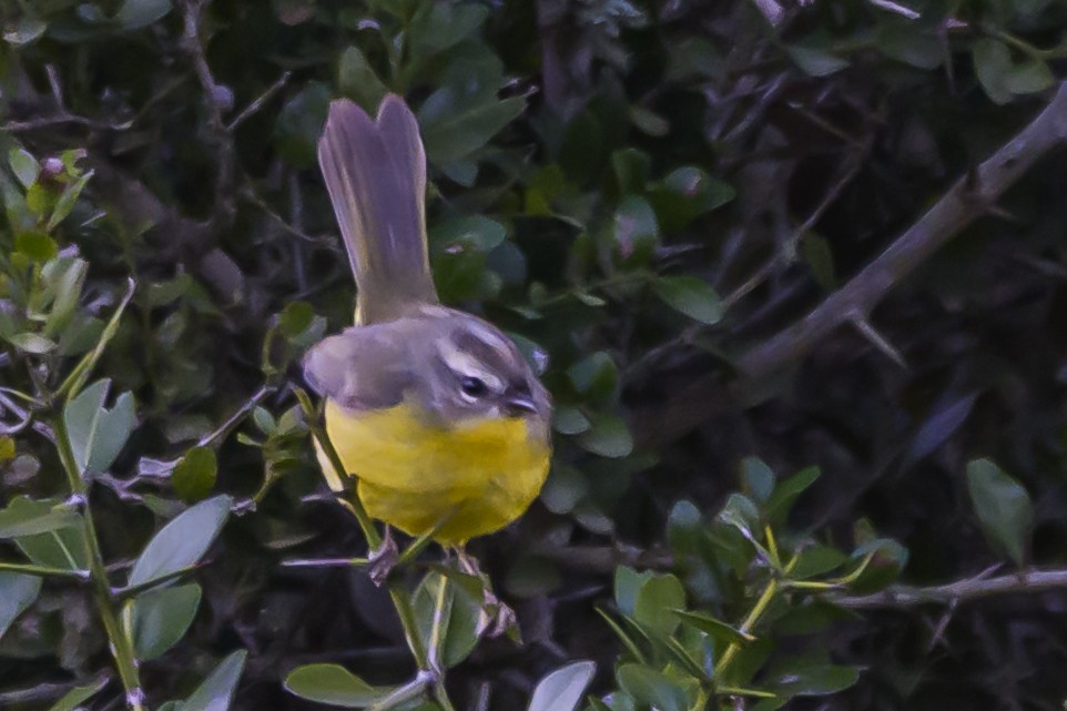 Golden-crowned Warbler - ML640208777