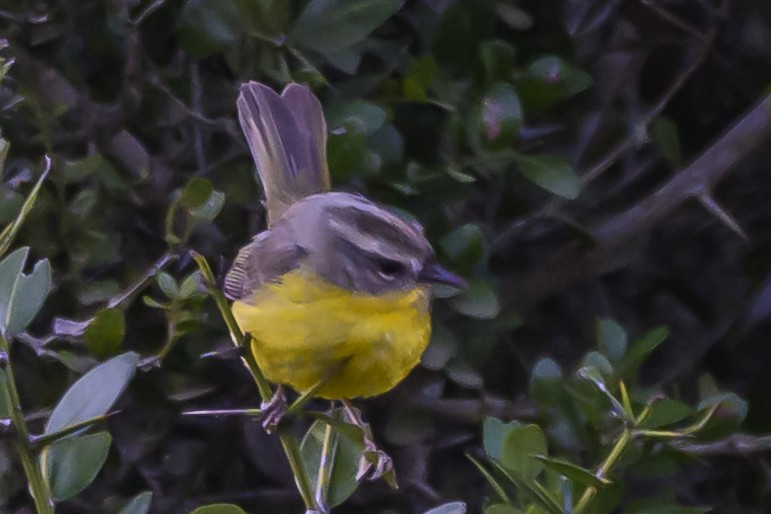 Golden-crowned Warbler - ML640208778