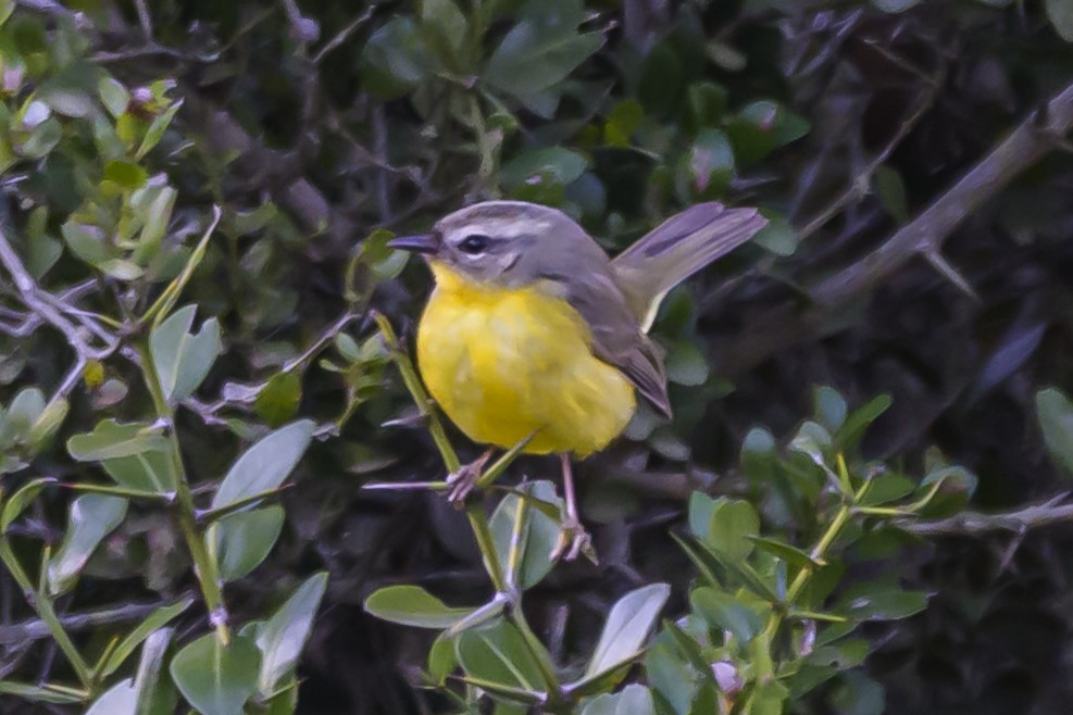Golden-crowned Warbler - ML640208779
