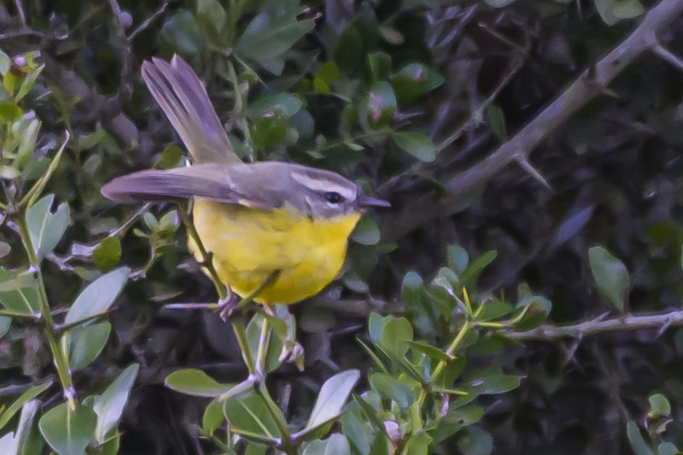 Golden-crowned Warbler - ML640208780