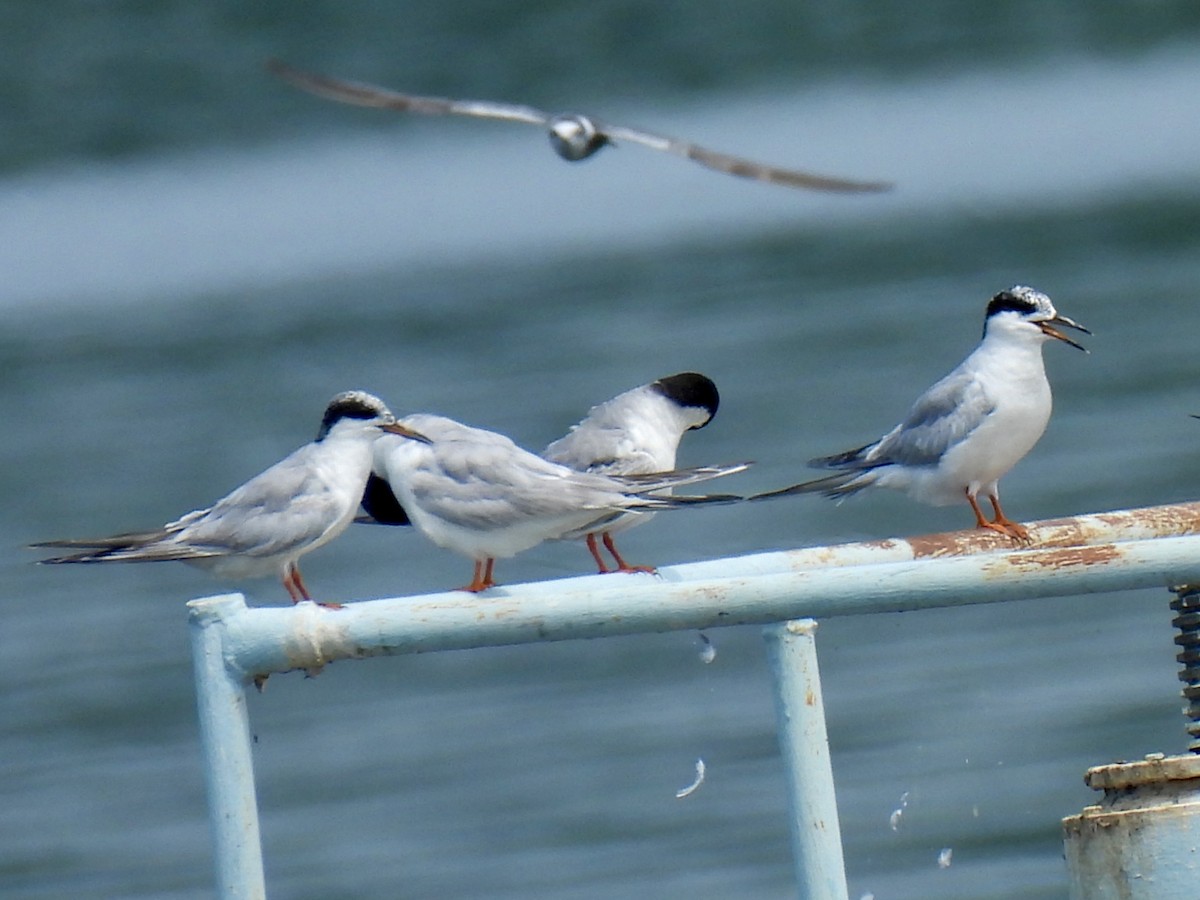 Forster's Tern - ML640208869