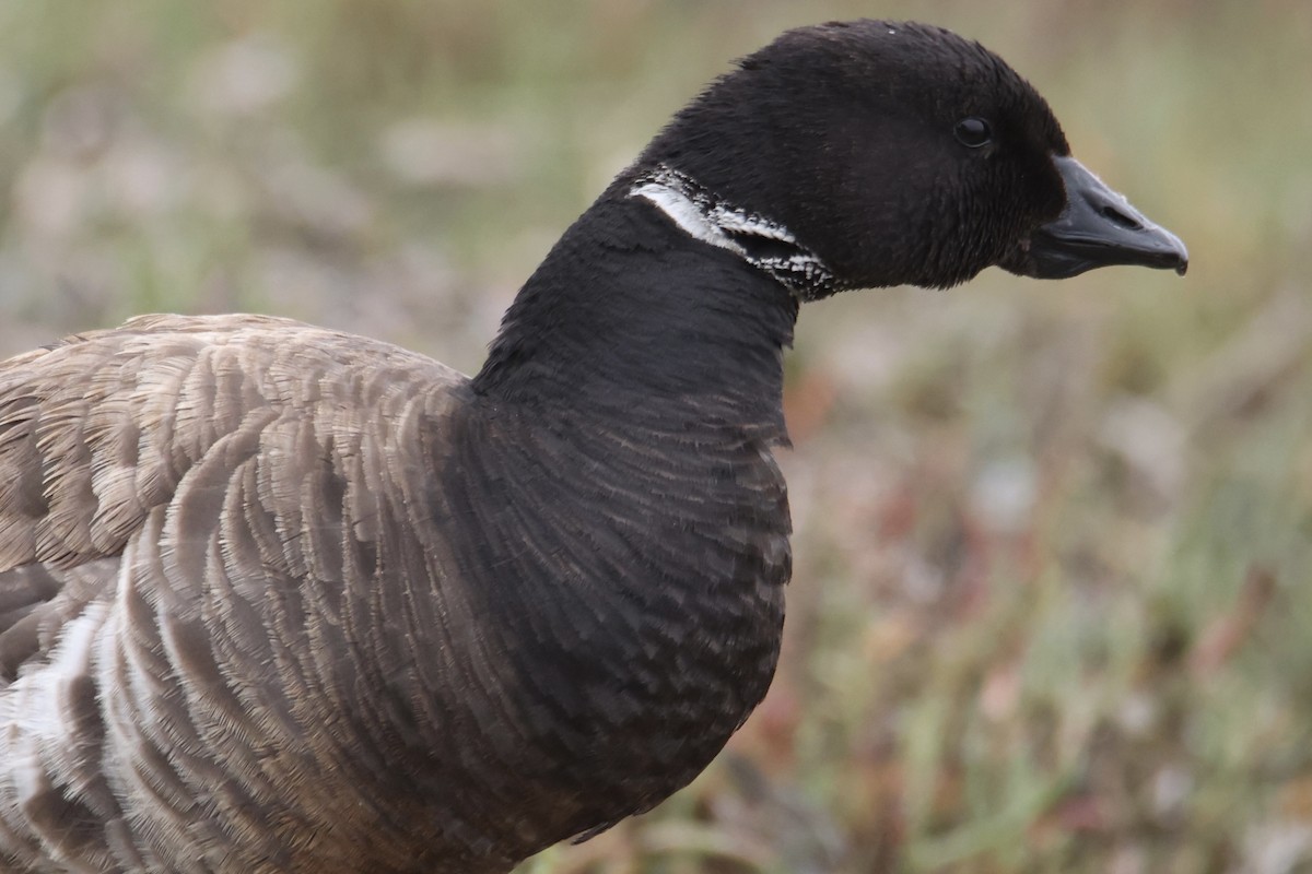 Brant - ML640208886