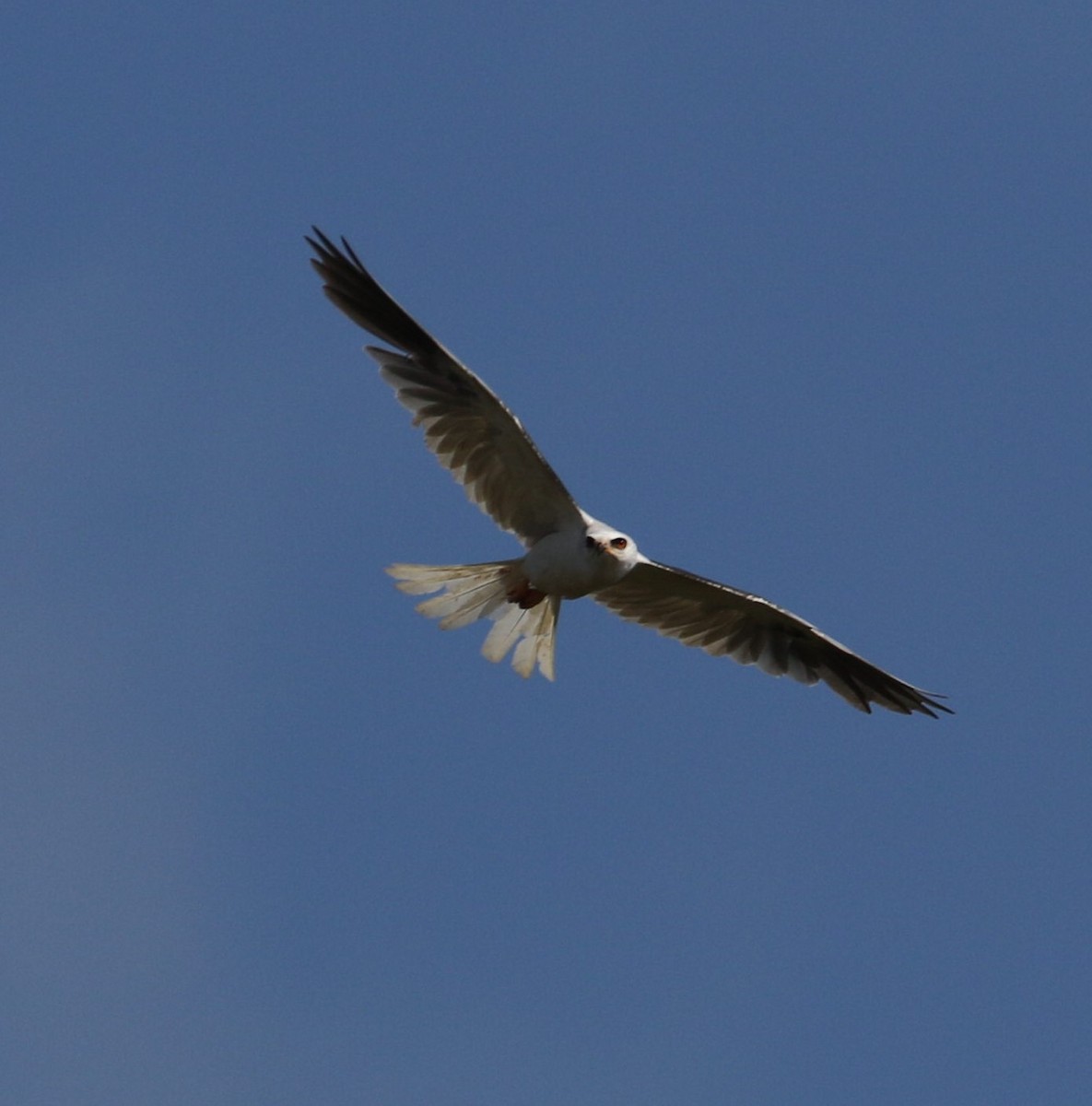 White-tailed Kite - Peter Roberts