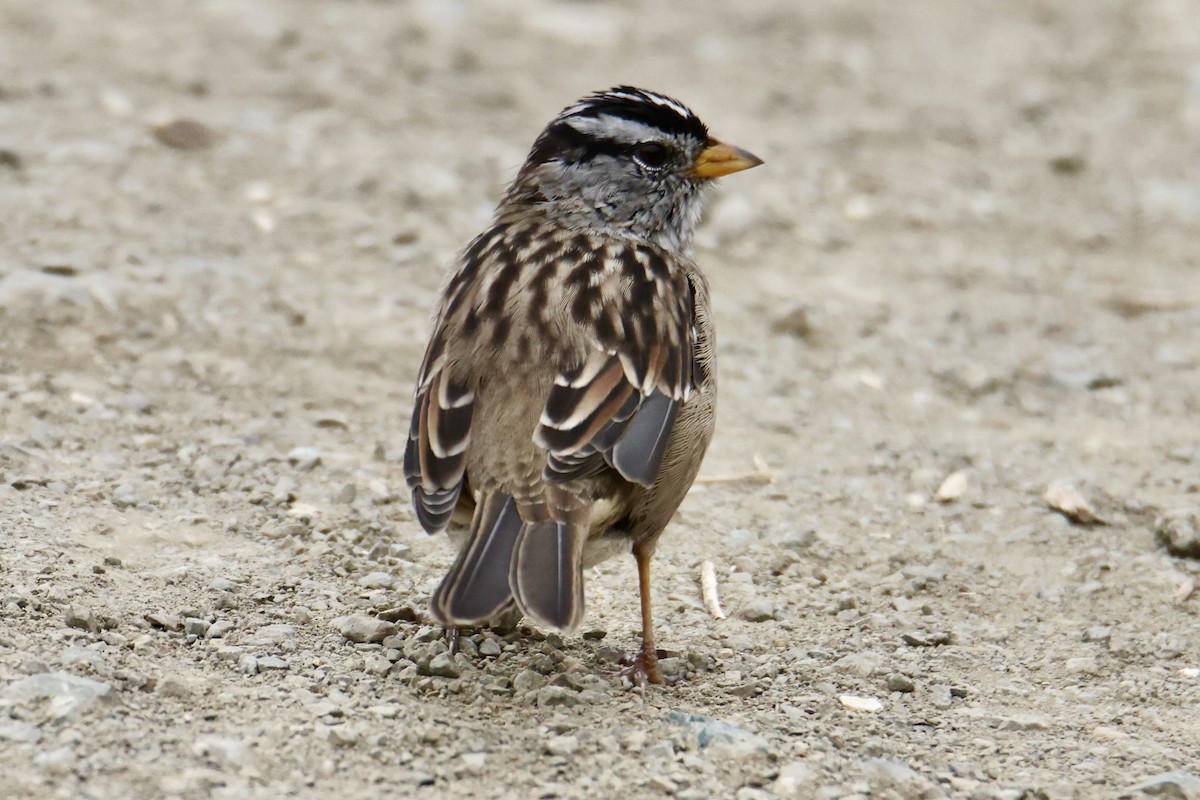 White-crowned Sparrow - ML640208970