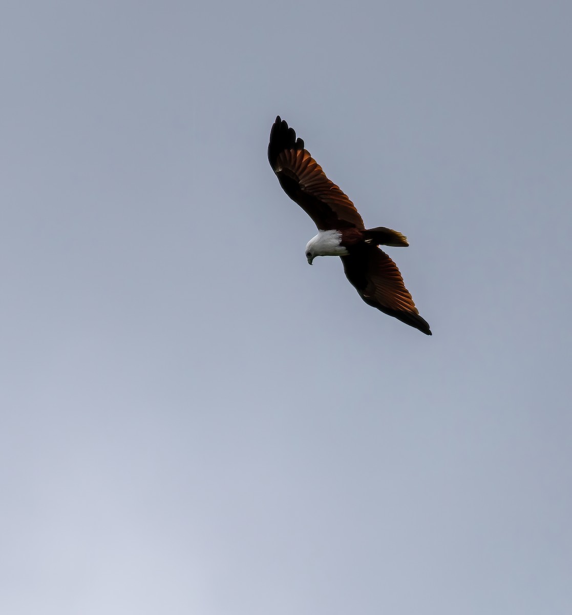Brahminy Kite - ML640208990