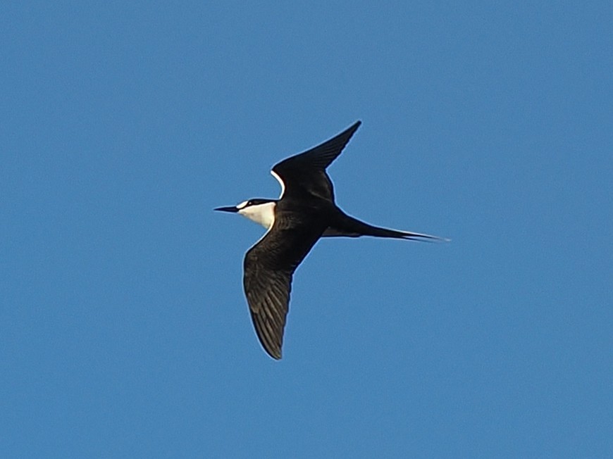 Sooty Tern - ML640208991