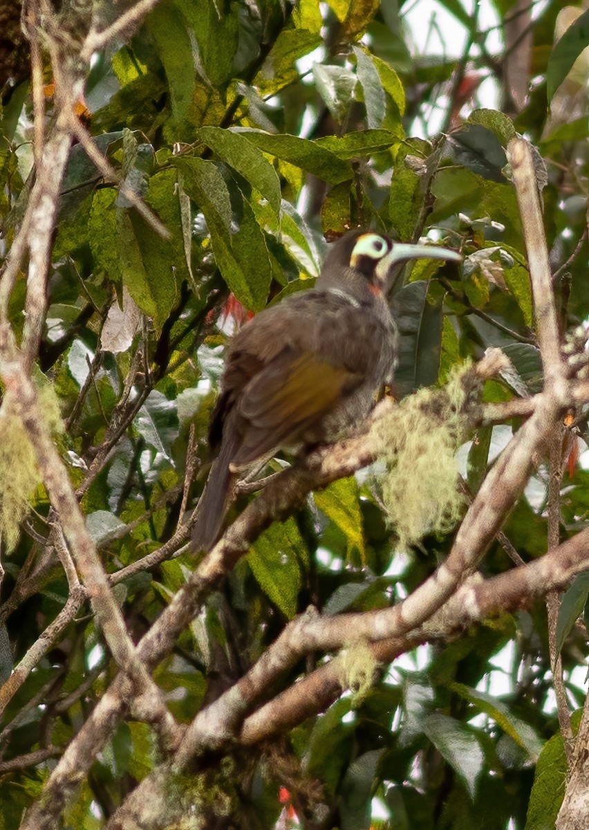 Yellow-browed Melidectes - ML640208996