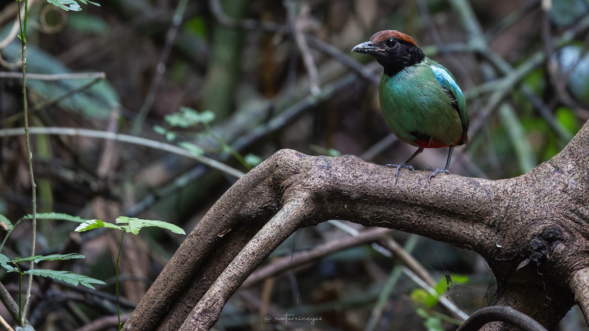 pita kápová - ML640209164