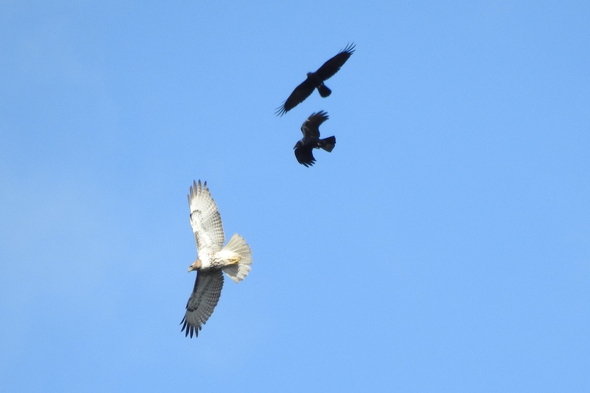 Red-tailed Hawk - ML640209175