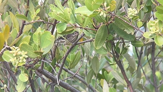 Northern Waterthrush - ML640209180
