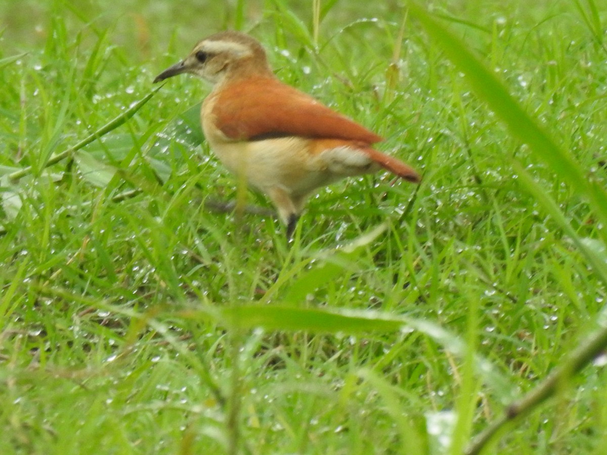 Lesser Hornero - ML640209210