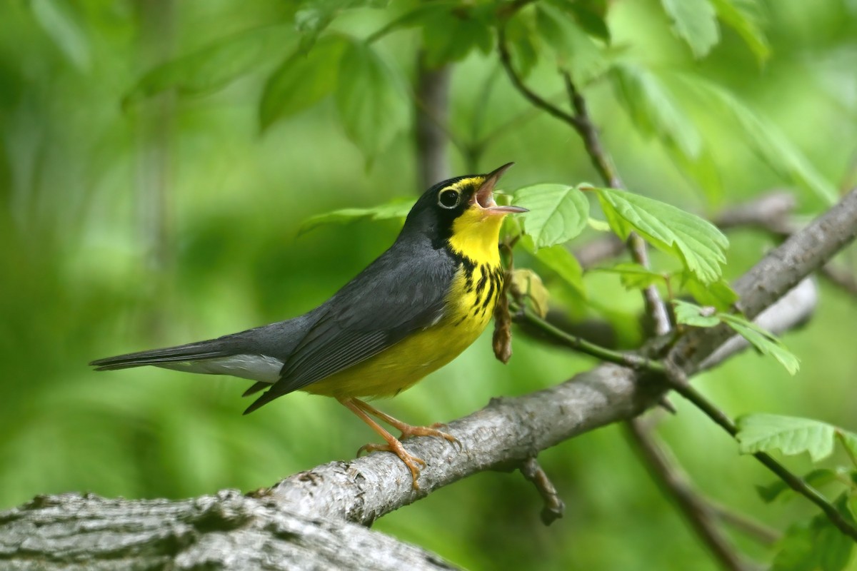 Canada Warbler - ML640209233