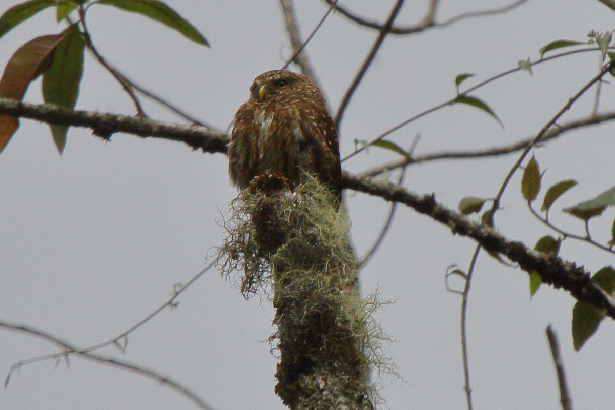 Yungas Pygmy-Owl - ML640209298