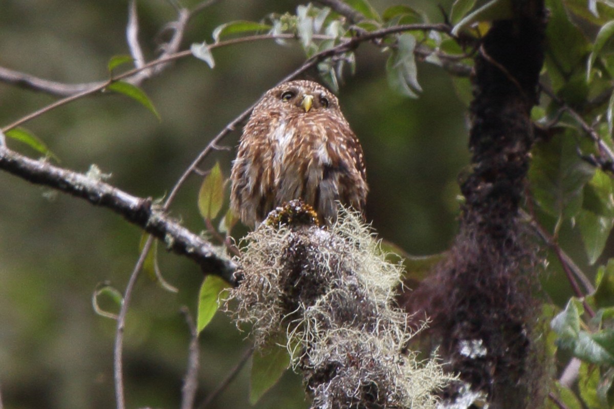 Yungas Pygmy-Owl - ML640209304