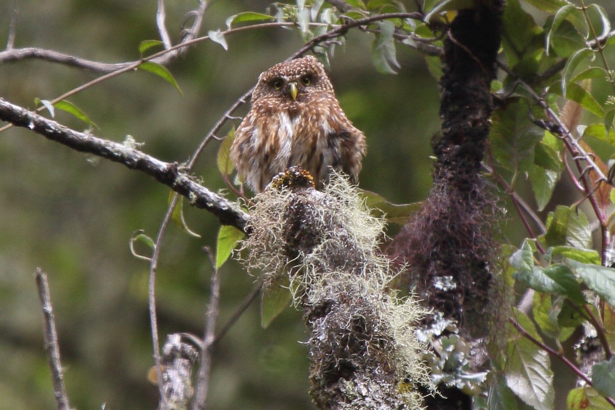 Yungas Pygmy-Owl - ML640209306