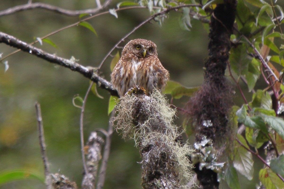 Yungas Pygmy-Owl - ML640209307