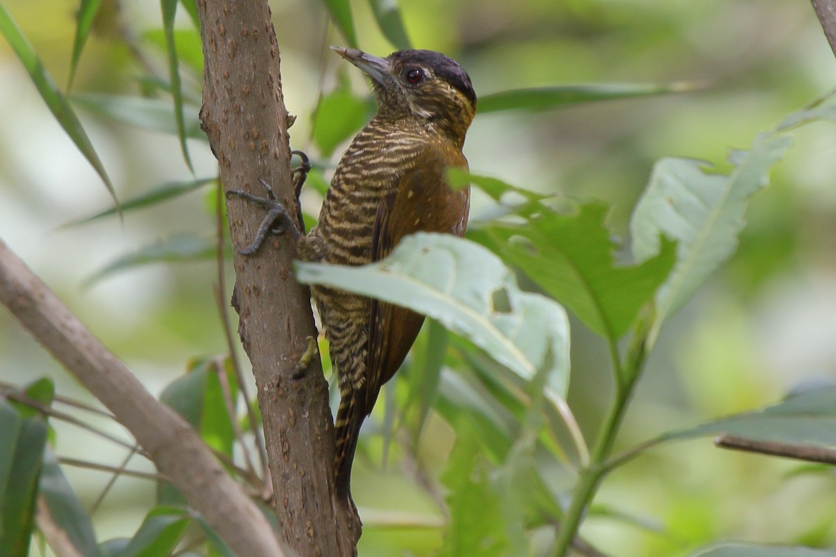 Bar-bellied Woodpecker - ML640209317