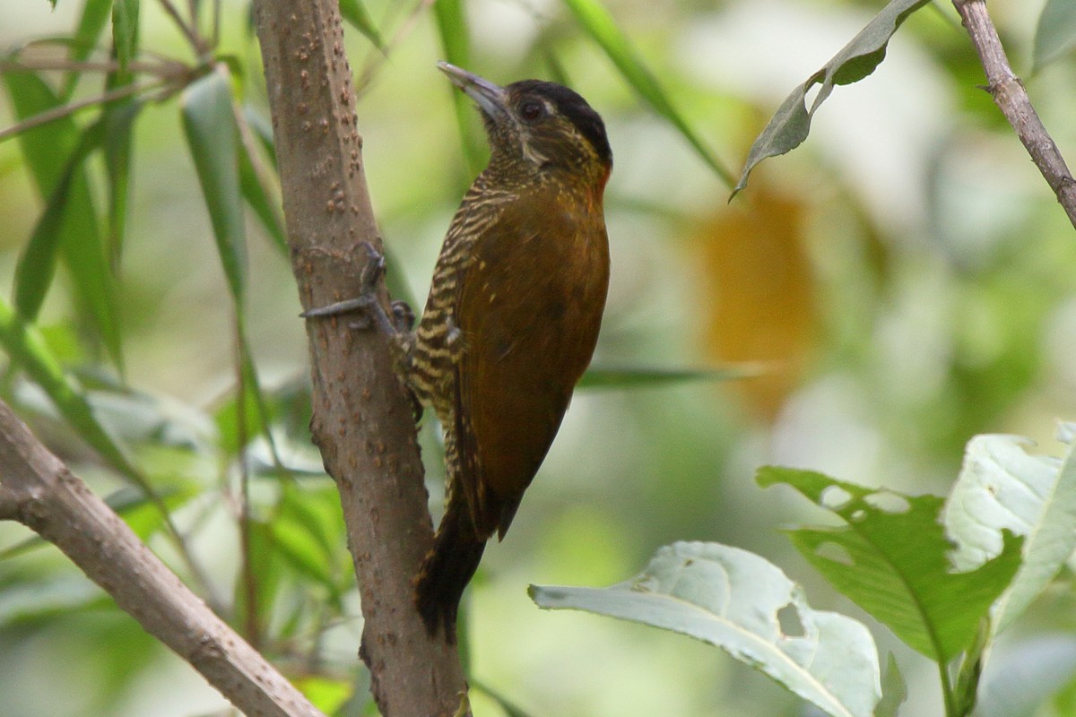 Bar-bellied Woodpecker - ML640209318
