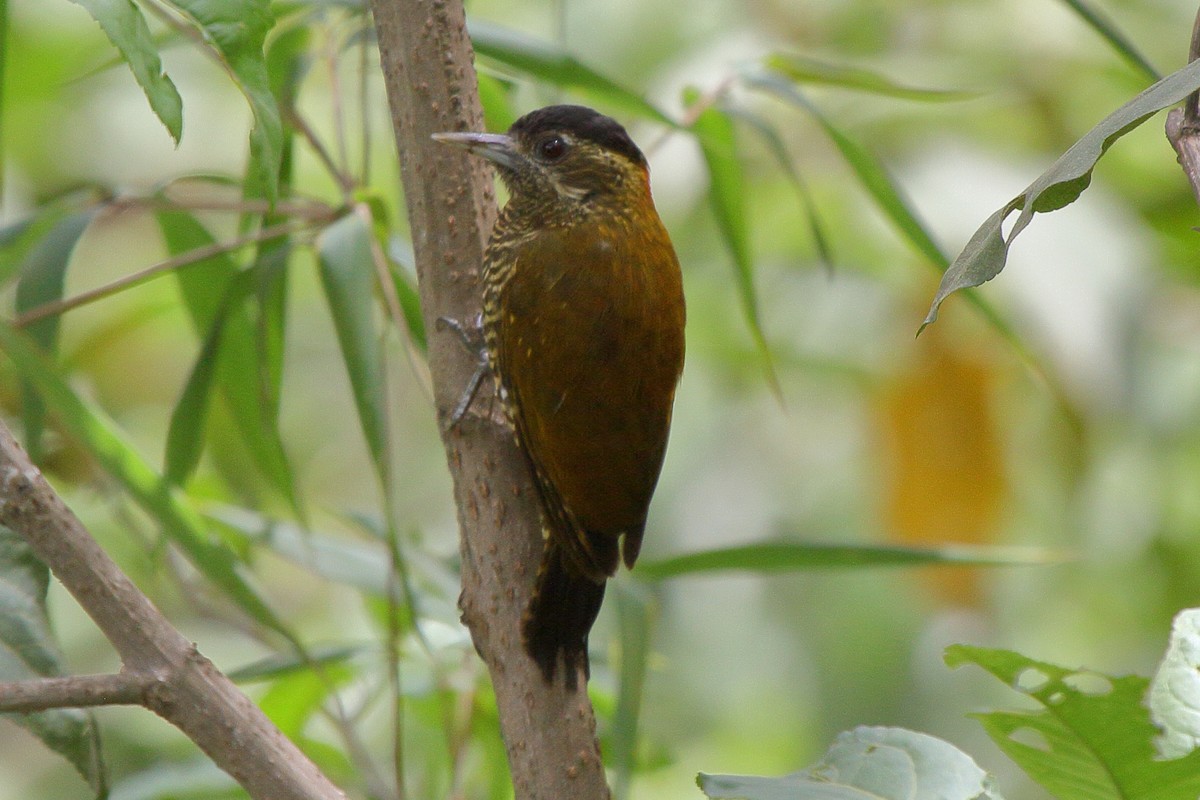 Bar-bellied Woodpecker - ML640209323