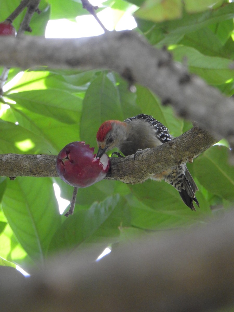 Red-crowned Woodpecker - ML640209531