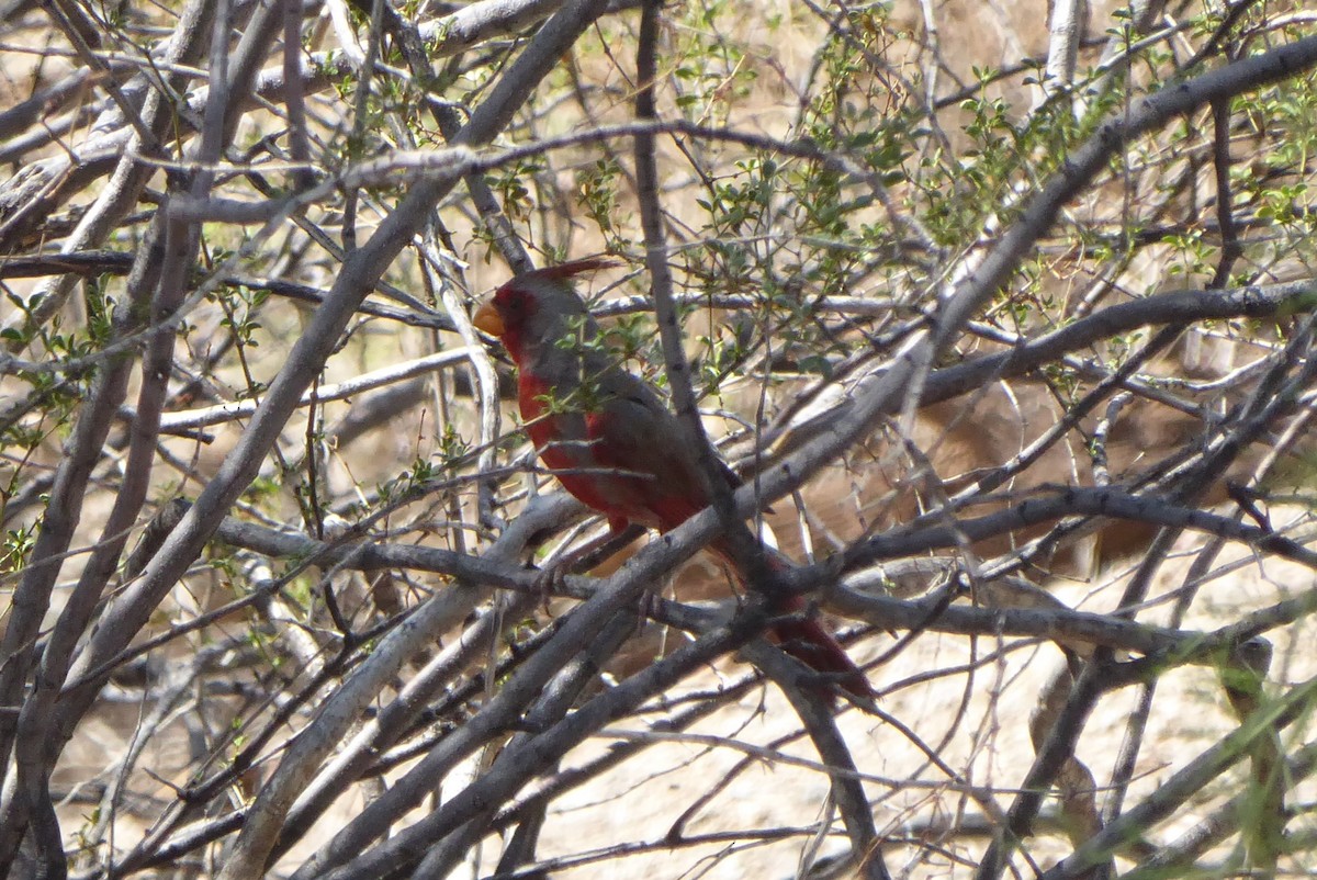 Pyrrhuloxia - ML640209659