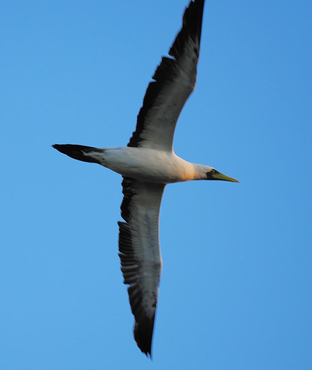 Masked Booby - ML640209671