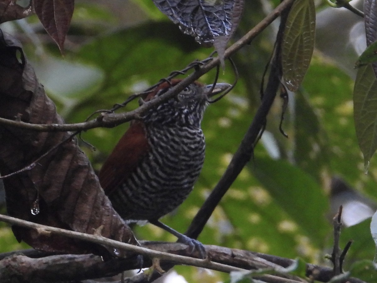 Lined Antshrike - ML640209672