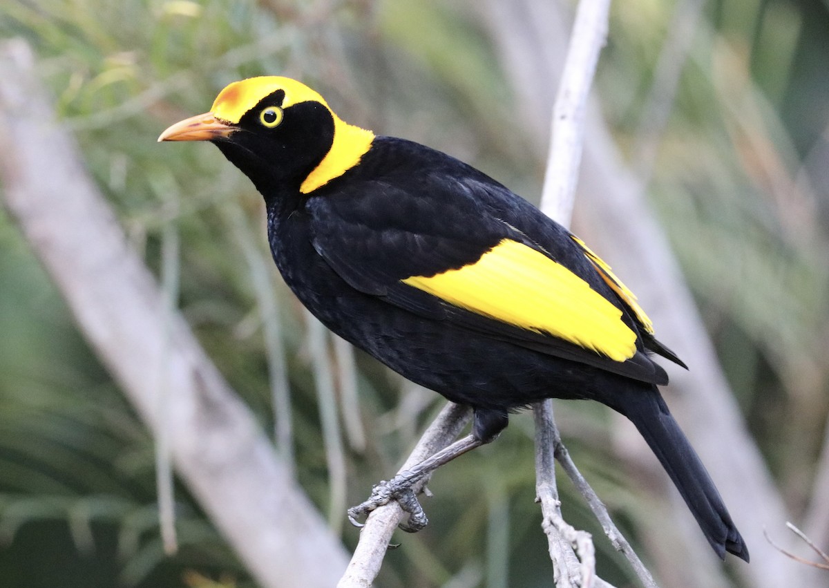 Regent Bowerbird - ML640209675