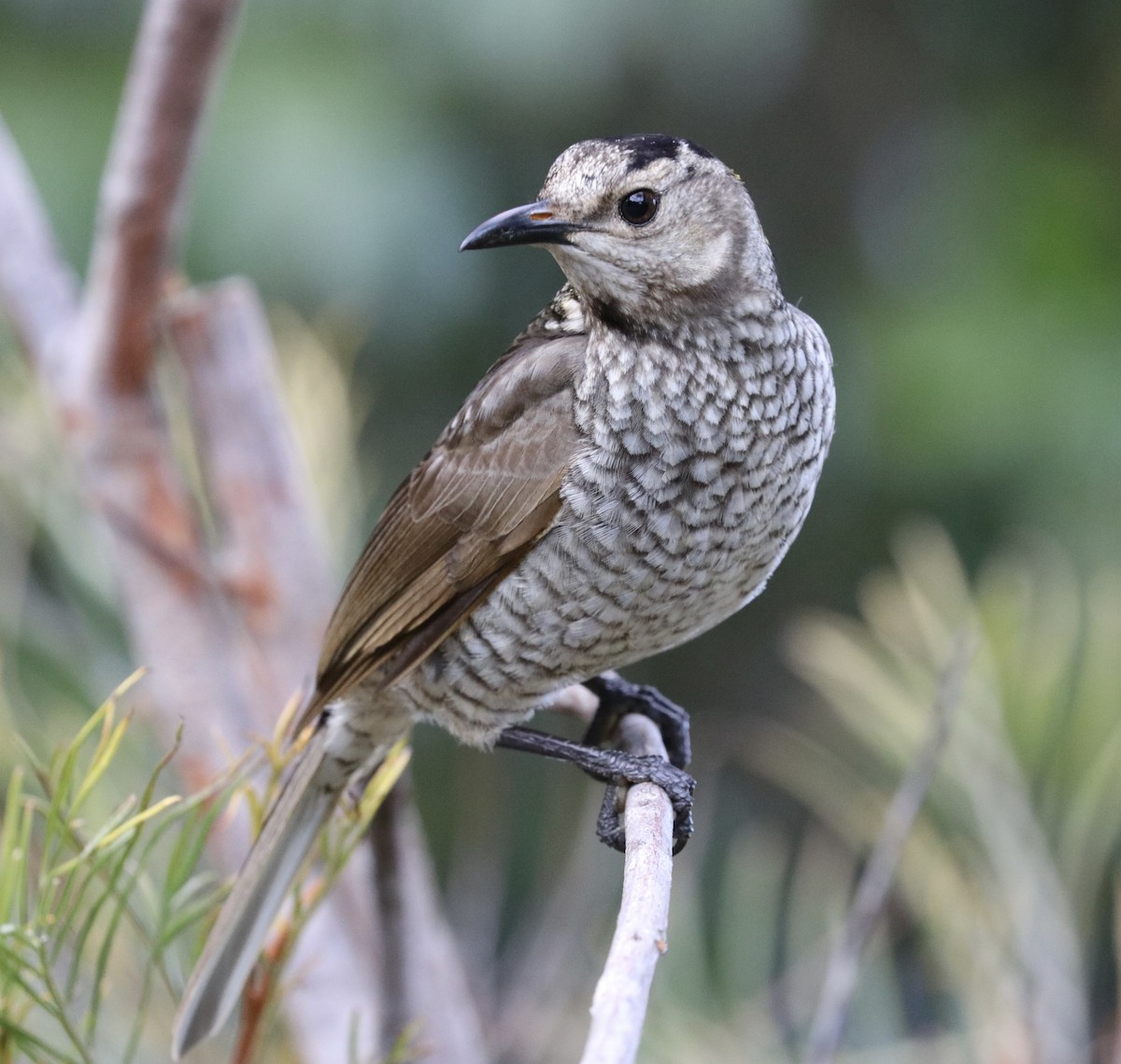 Regent Bowerbird - ML640209678