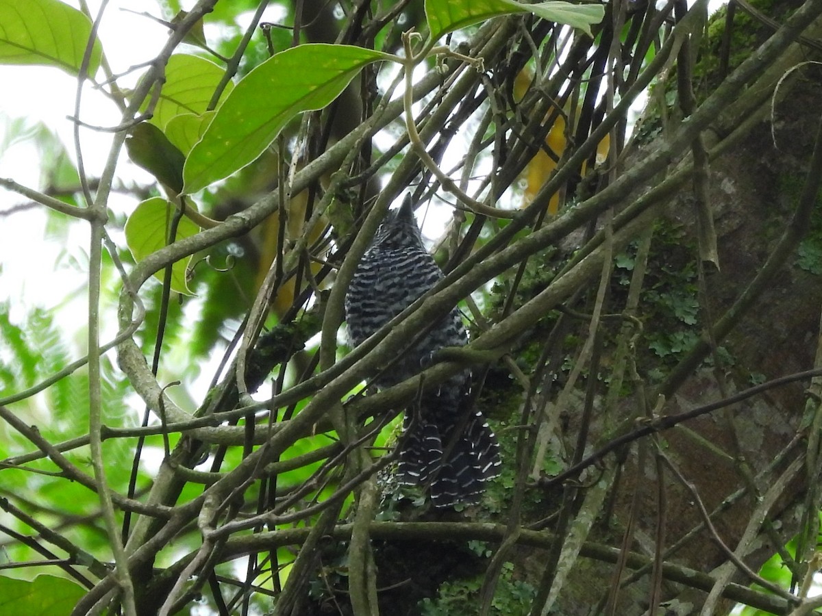 Bar-crested Antshrike - ML640209699