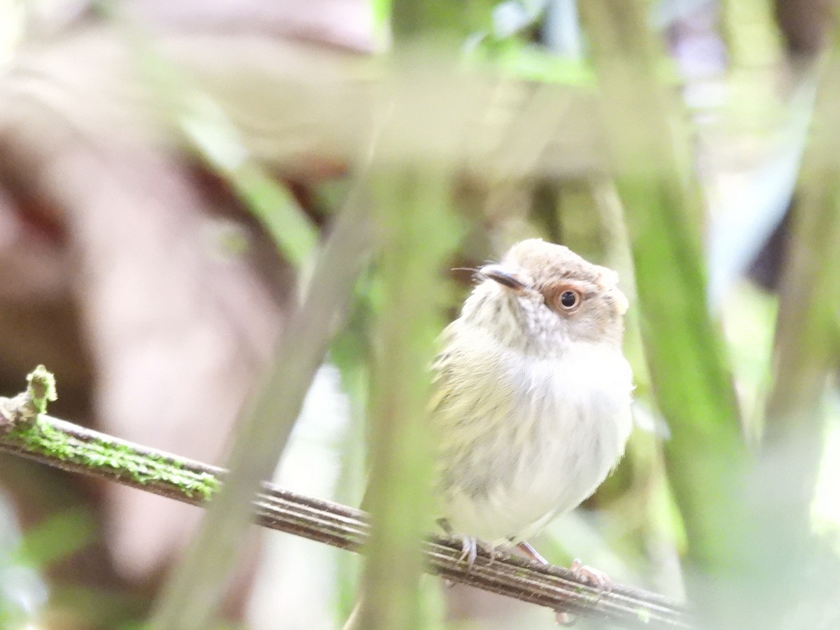 Scale-crested Pygmy-Tyrant - ML640209736