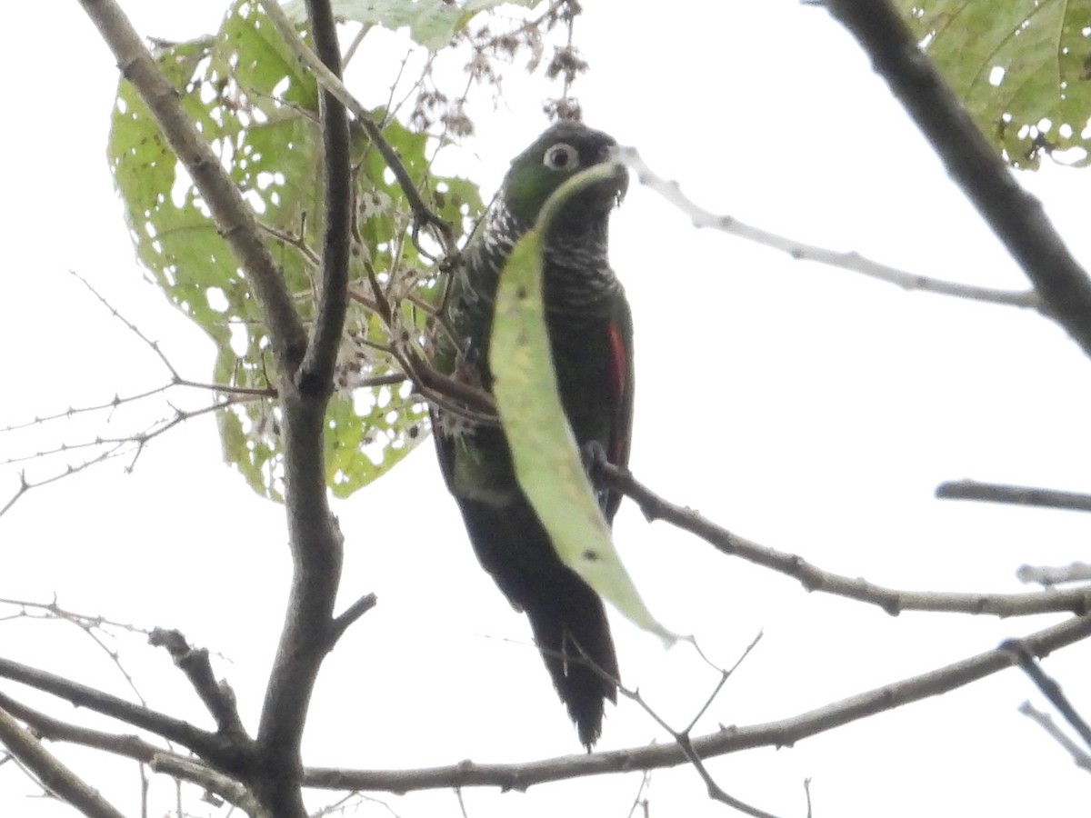Maroon-tailed Parakeet - ML640209742