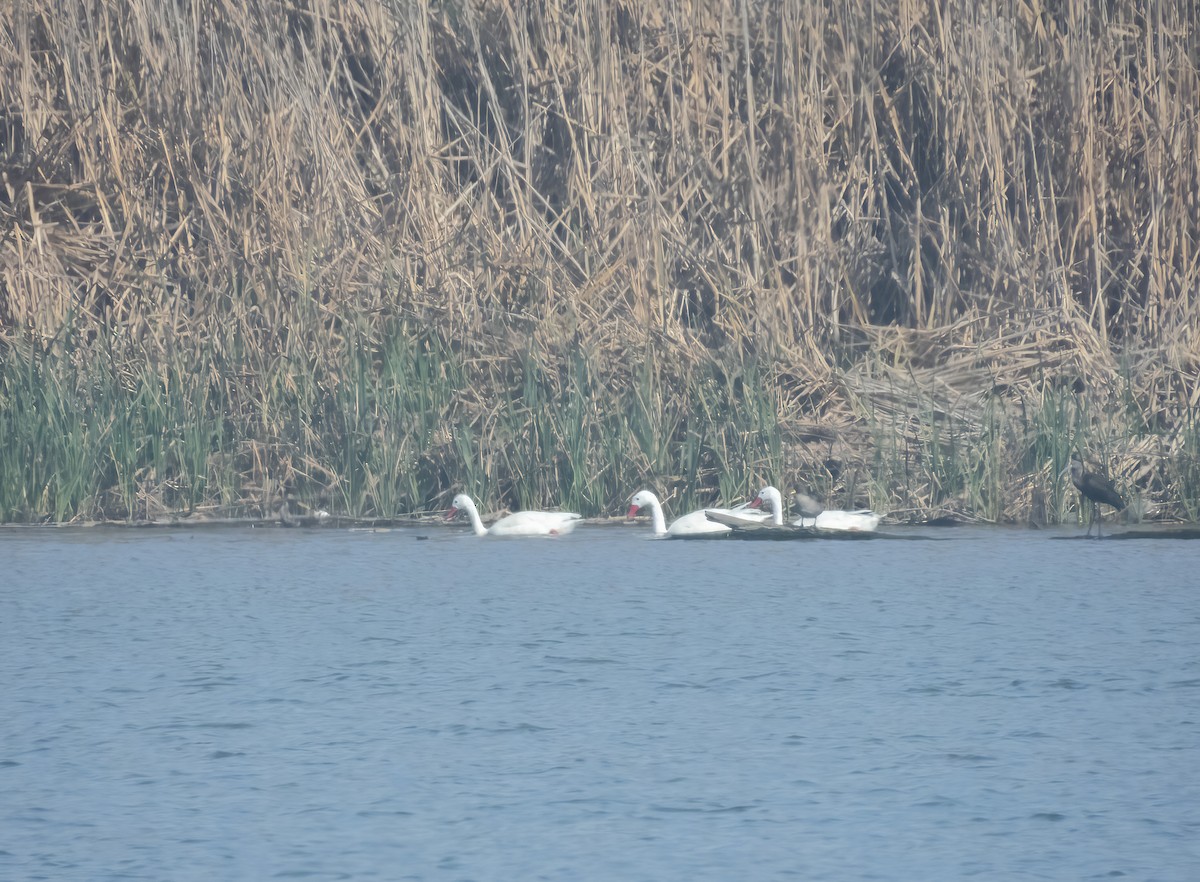 Coscoroba Swan - ML640209746