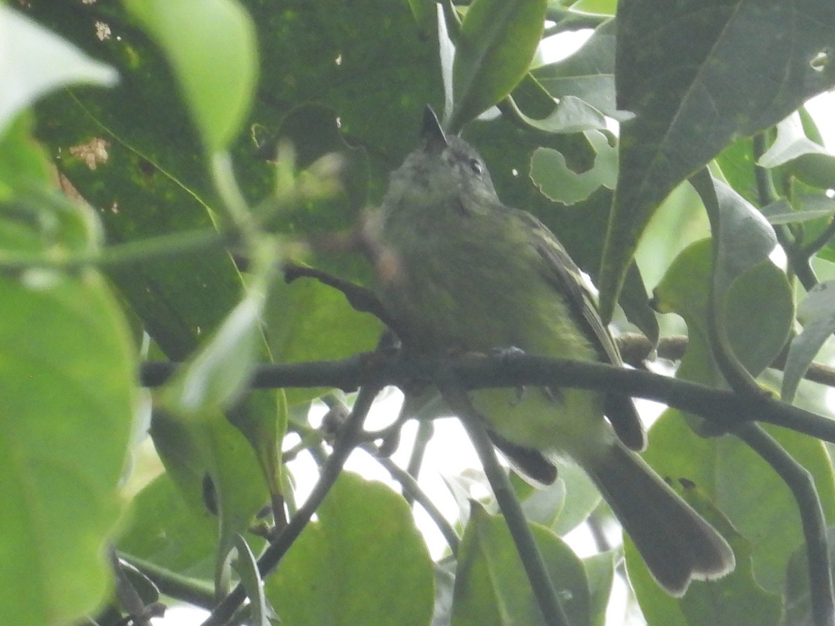 エクアドルヒゲハエトリ - ML640209763