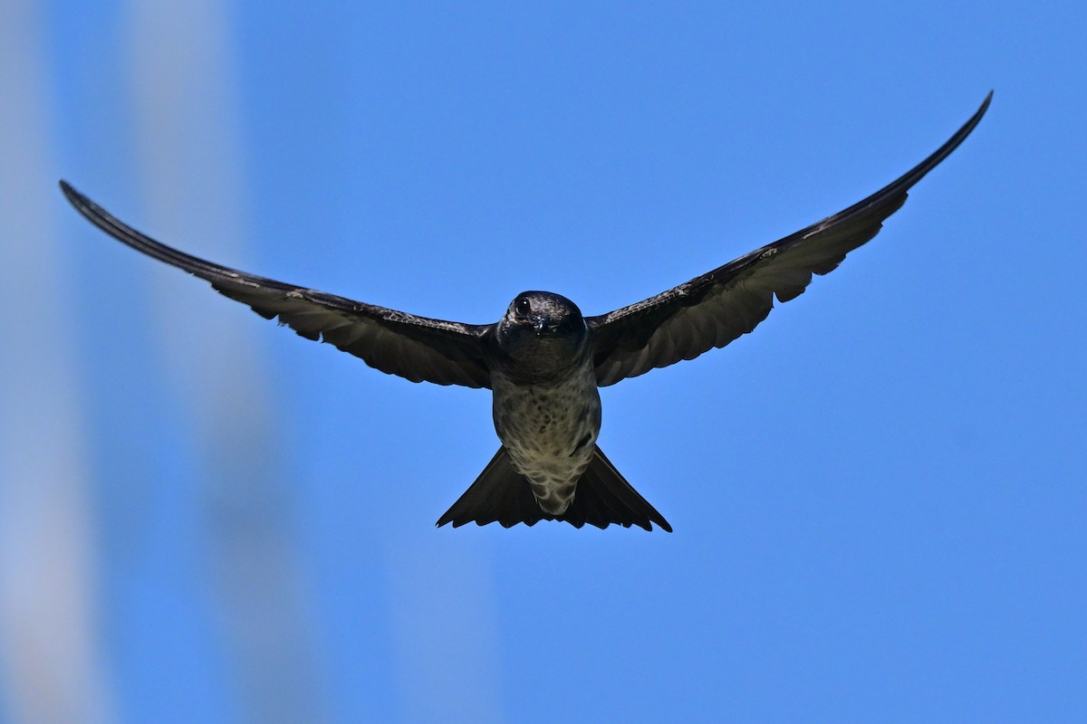 Purple Martin - ML640209766