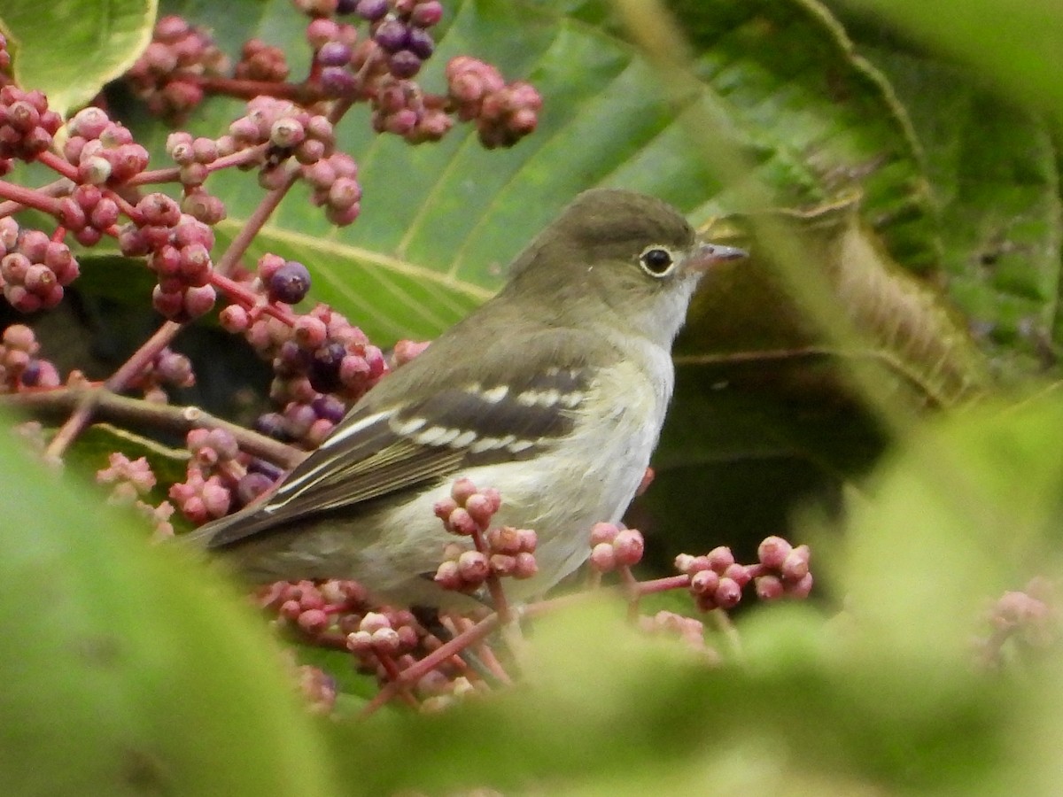 Small-billed Elaenia - ML640209769