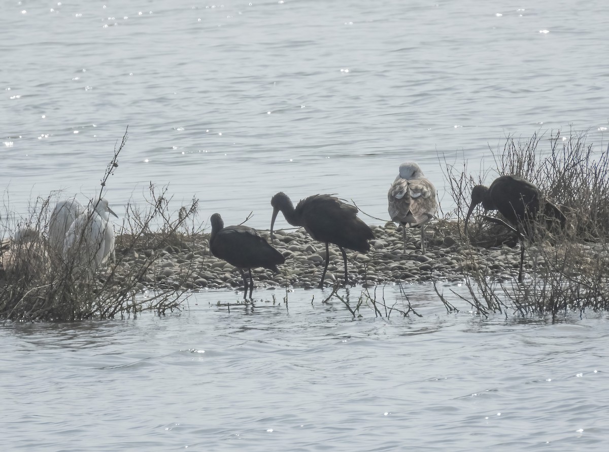 White-faced Ibis - ML640209774