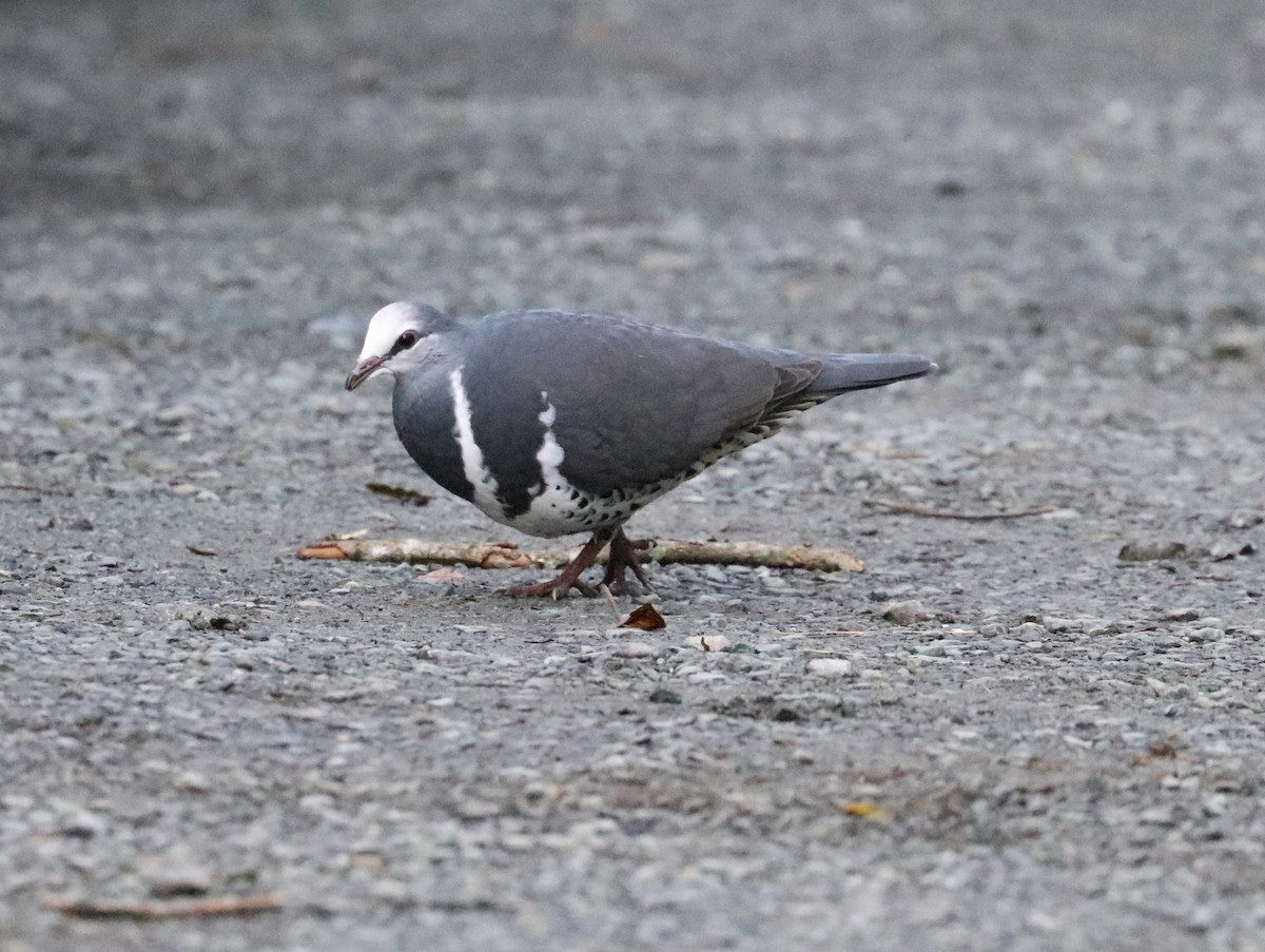 Wonga Pigeon - ML640209804