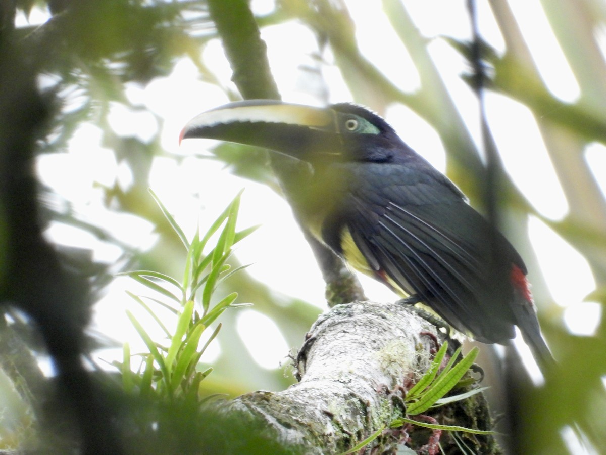 Many-banded Aracari - ML640209825