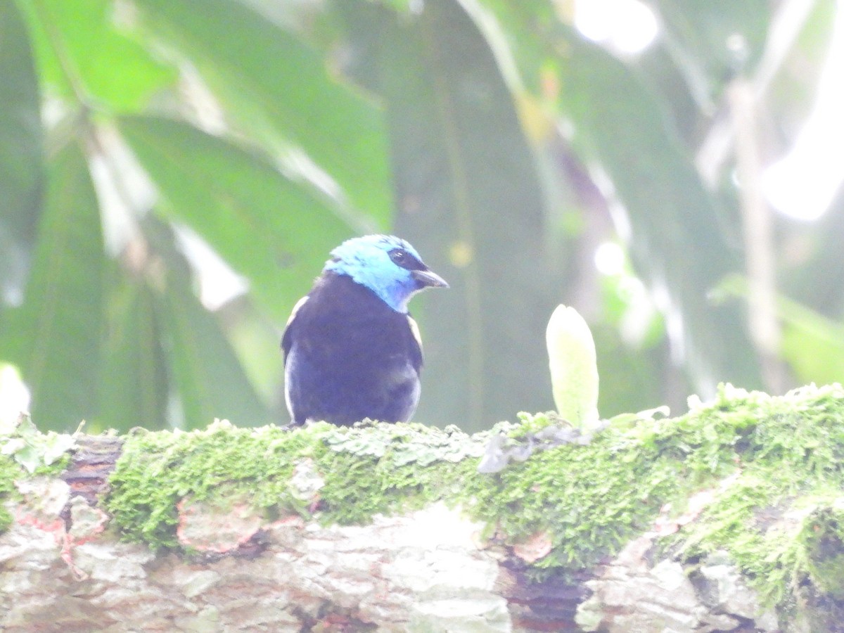 Blue-necked Tanager - ML640209827