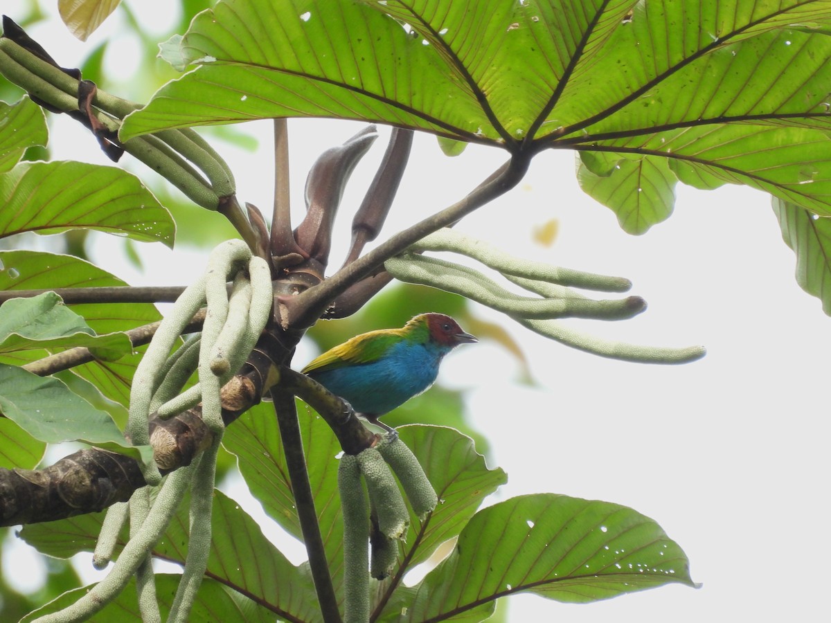 Bay-headed Tanager - ML640209854